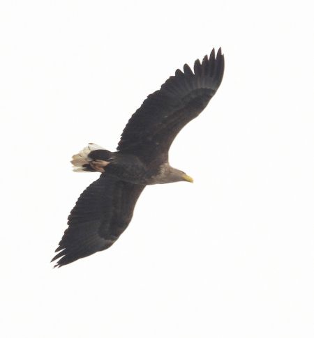 Seeadler 