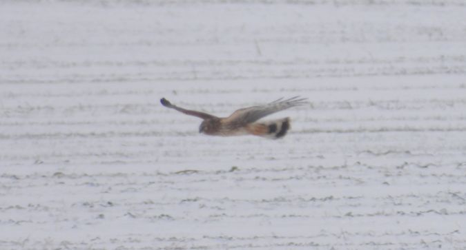 Hen Harrier 