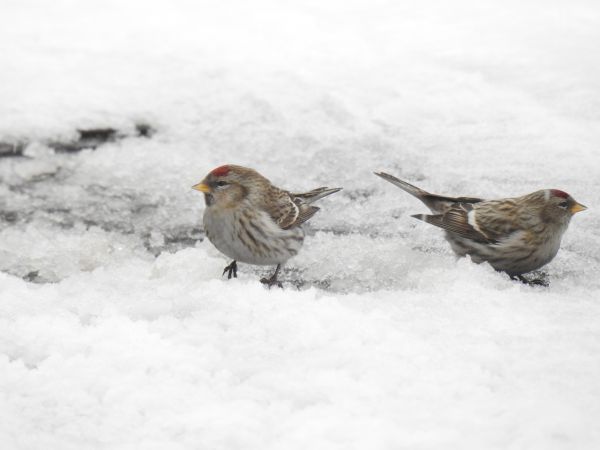 Common Redpoll  - Patryk Ptak