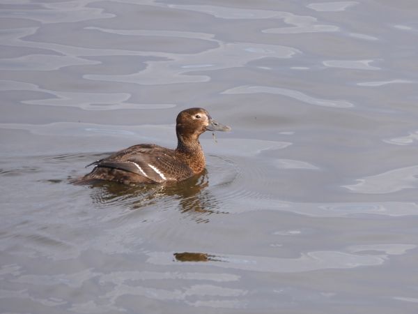 Eider de Steller  - Szymon Kopeć