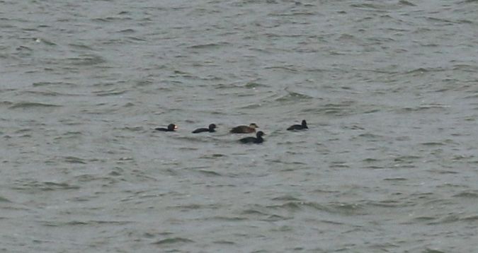 American Scoter  - Andrzej Szuksztul