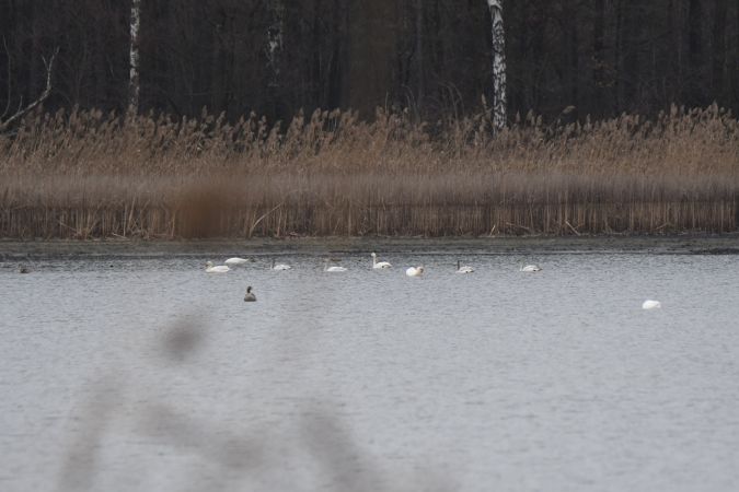 Cygne de Bewick  - Małgorzata Łuczkiewicz