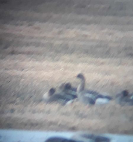 Tundra Bean Goose  - Mateusz Niedziółka