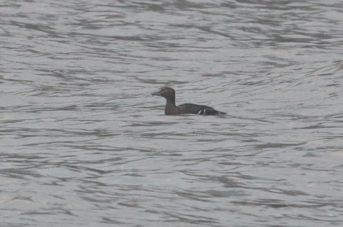 Eider de Steller  - Tomasz Doroń