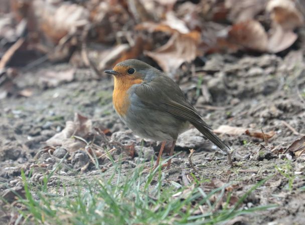 European Robin  - Tomasz Doroń