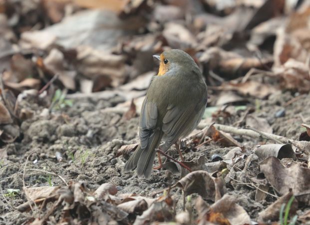 European Robin  - Tomasz Doroń