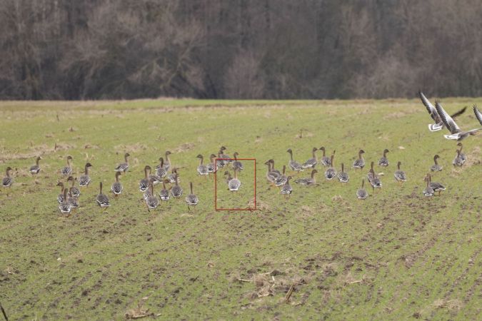 Pink-footed Goose  - Bernard Stachurski