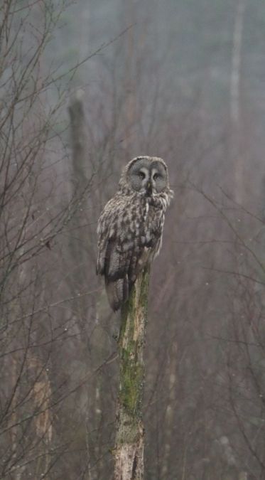 Great Grey Owl  - Tomasz Gogołek