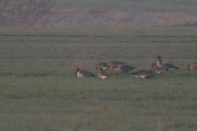 Barnacle Goose  - Mariusz Zub