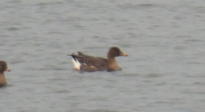 Tundra Bean Goose 