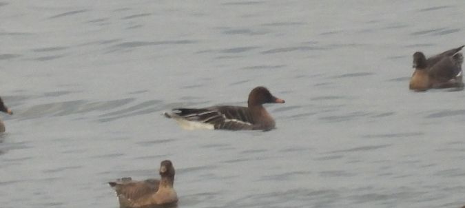 Tundra Bean Goose 