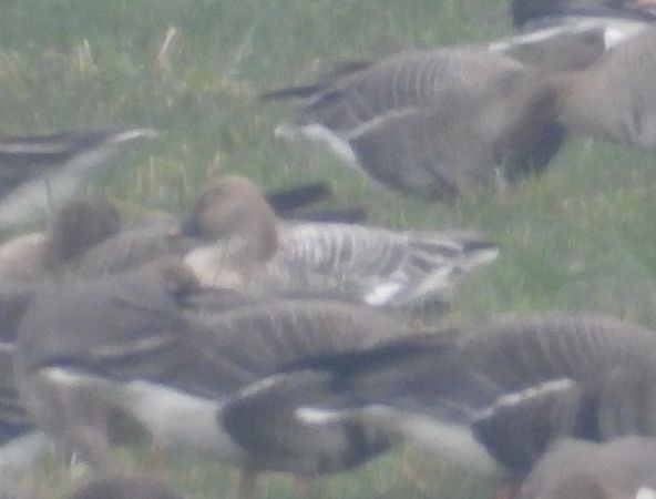 Tundra Bean Goose  - Wojciech Łapiński