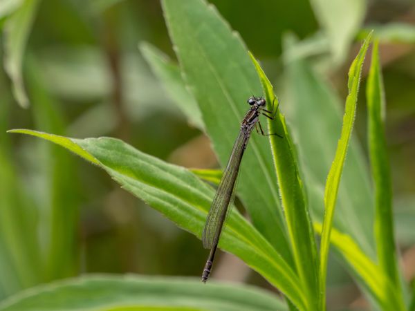 łątka dzieweczka  - Katarzyna Matusik