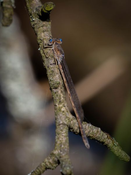 straszka syberyjska  - Katarzyna Matusik