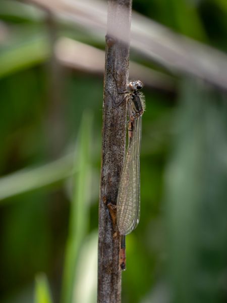 łątka wczesna  - Katarzyna Matusik