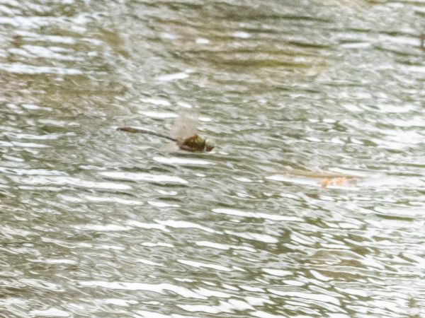 szklarka zielona  - Katarzyna Matusik