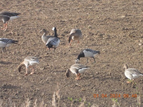 Barnacle Goose  - Piotr Klukiewicz