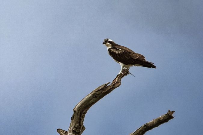 Osprey 