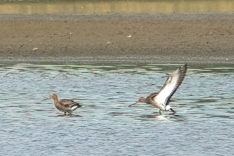 Black-tailed Godwit 