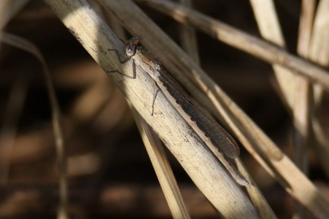straszka syberyjska  - Mariusz Zub