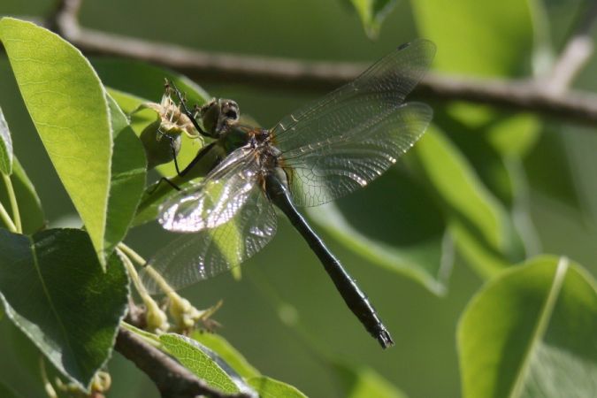 szklarka zielona  - Mariusz Zub