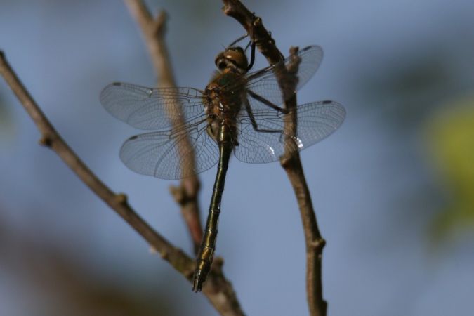szklarka zielona  - Mariusz Zub