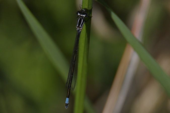 Große Pechlibelle  - Mariusz Zub