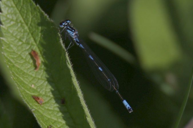 łątka wczesna  - Mariusz Zub