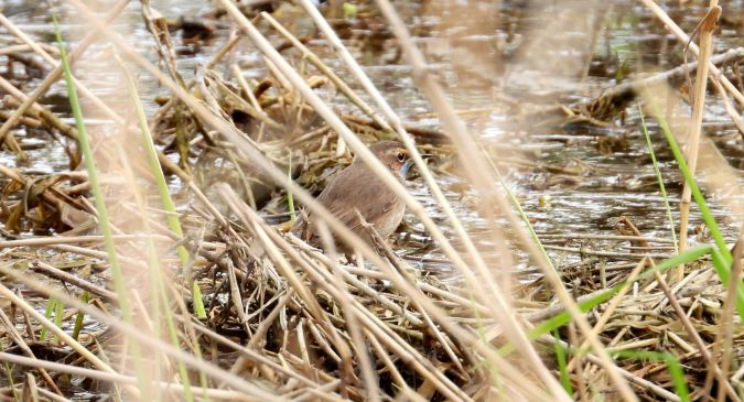 Bluethroat 