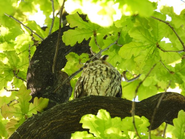 Long-eared Owl 