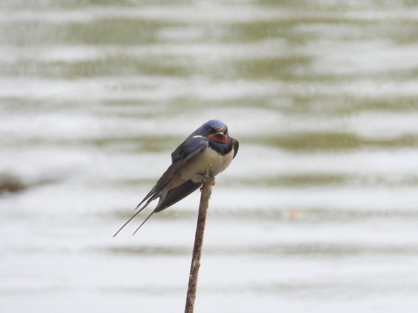 Hirondelle rustique 