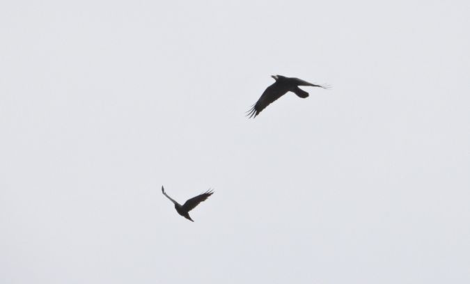 Corbeau freux 