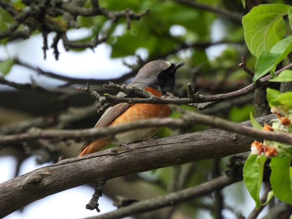 Common Redstart 