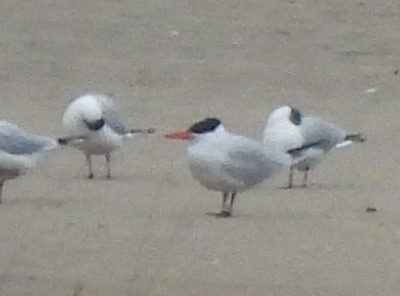 Caspian Tern 