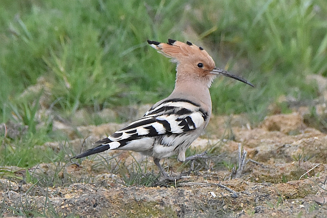 Eurasian Hoopoe  - Tomasz Kosut