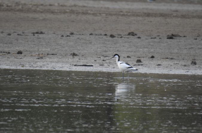 Avocette élégante  - Patryk Ptak