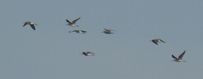 Common Greenshank  - Patryk Ptak