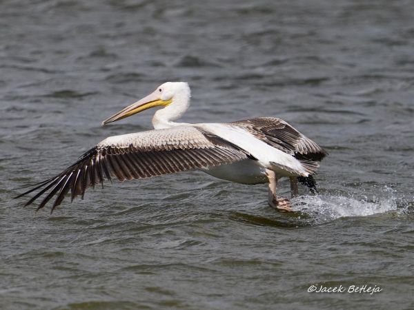 Great White Pelican  - Jacek Betleja