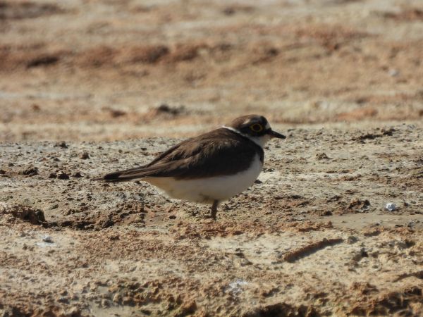 Little Ringed Plover  - Marcin Kuźma