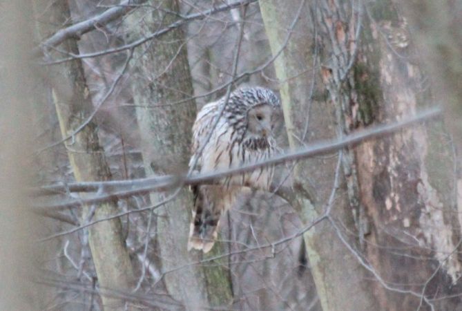 Ural Owl  - Rafał Walczybok