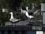 Lesser Black-backed Gull 