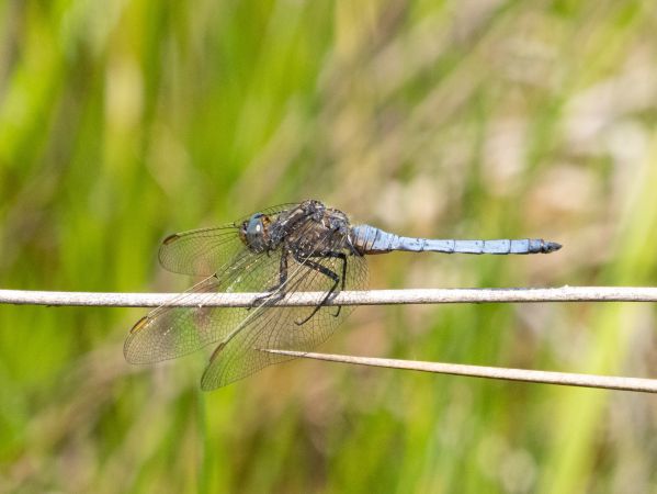 lecicha mała  - Katarzyna Matusik
