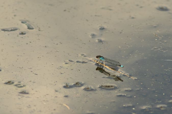 oczobarwnica większa  - Katarzyna Matusik