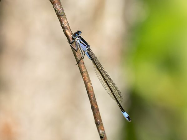tężnica wytworna  - Katarzyna Matusik