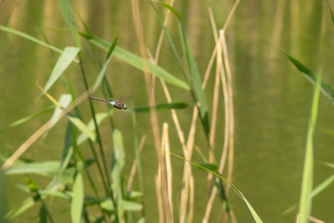 husarz ciemny  - Katarzyna Matusik