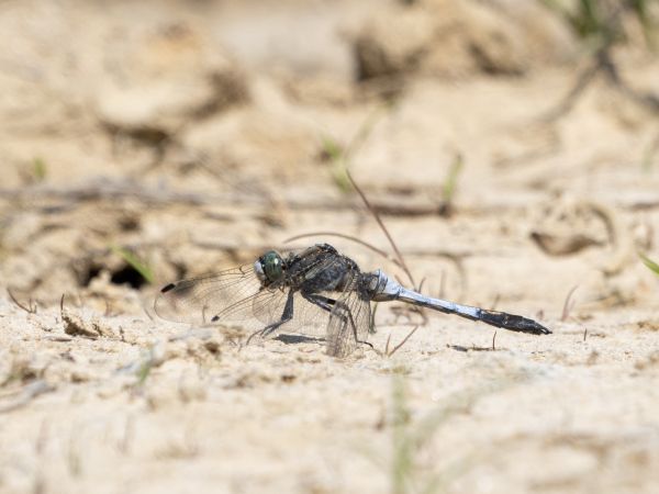 Östlicher Blaupfeil  - Katarzyna Matusik