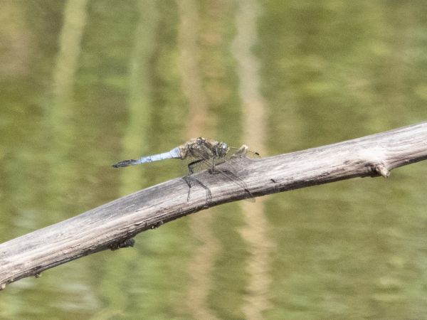 lecicha pospolita  - Katarzyna Matusik