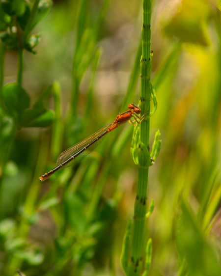 tężnica mała  - Katarzyna Matusik
