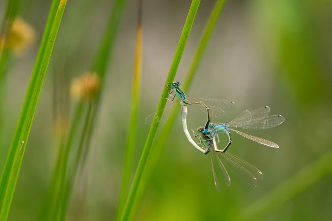 Kleine Pechlibelle  - Katarzyna Matusik