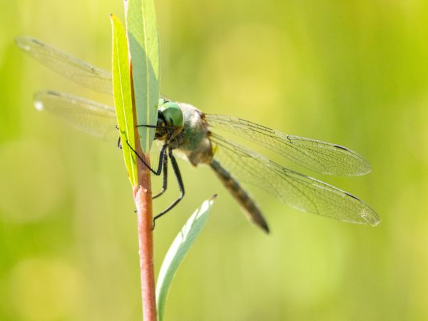 miedziopierś żółtoplama  - Katarzyna Matusik